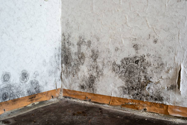 Best Mold Remediation  in Dortches, NC